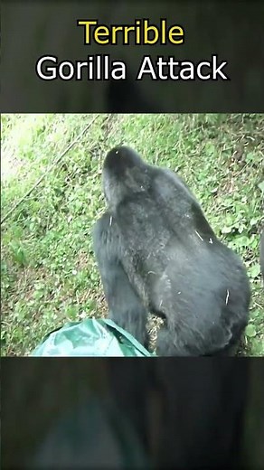 Terrible Gorilla Attack