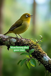 🔛 kicauan burung pleci gacor isian yang indah #burung #kicaumania #pleci #kungmania #kicauan #kicauburung | Kicau burung