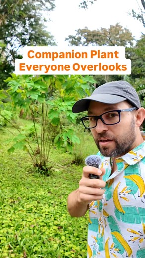 Josh Gardens on Instagram: "Have you ever grown a plant just to cut it down 🌻👀 This Mexican sunflower does way more than most people realize 🌱 It helps improve soil, adds tons of organic matter when you chop and drop it, and can even give nearby plants some shade 🌿🍂 It’s fast growing, easy to manage, and you can cut it back multiple times a year 💪 Are you using companion plants like this in your garden 🤔🌾 #gardening #companionplanti