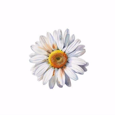 Daisy Clipart Watercolor, White Daisy Graphics, Floral Botanical Illustration, Wedding Flowers, Spring Flower Clipart - 19 Pngs - Etsy