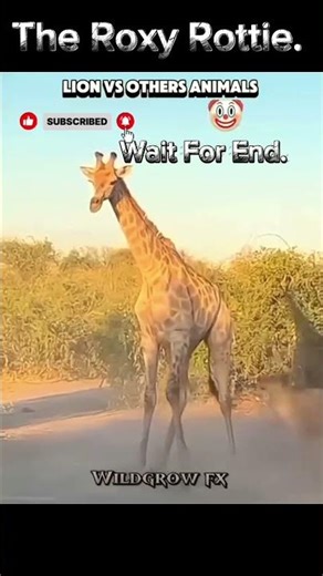 Lion 🦁 Vs Others Animals 👹 #babifreitas #heenaprajapati #hungergamestiktok #awezchaitrend #babies