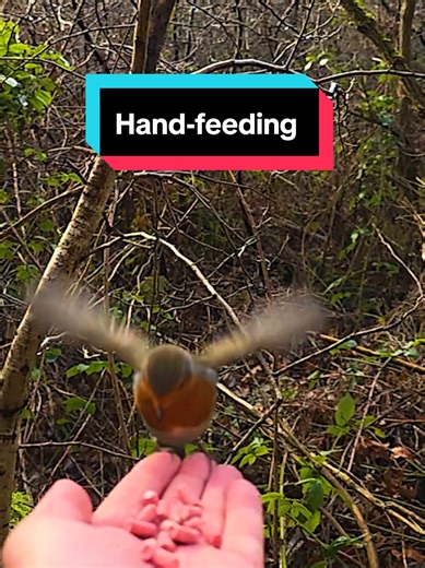 Hand-feeding a Robin. What a feeling! Watch this beautiful Robin plucks food straight from the palm of my hand #robin #wildlifephotography #nature #wildlife #naturelovers