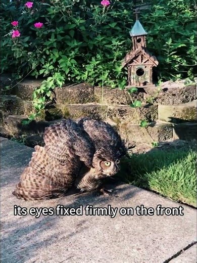 🦉 vs 🐱 Ultimate Showdown! Injured Owl VS Curious House Cat - Who Rules the Yard?