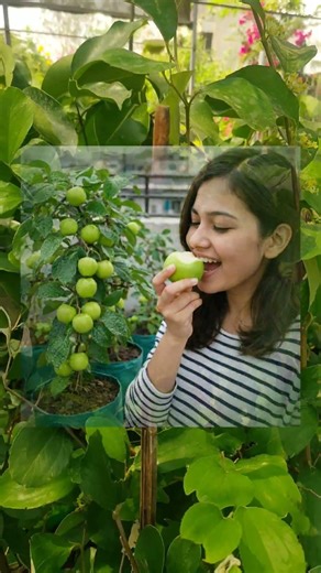 செடி முழுக்க காய்களோட பூக்களோடு ஆப்பிள் பேர் சீமையிலிருந்து#appleber#gardening#fruits#newcollection