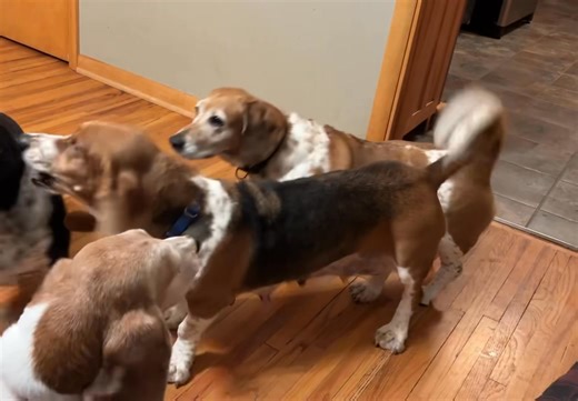 14K views · 406 reactions | Maggie #864 is a red-and-white...