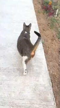 "Funny Pets Doing the Silliest Things | Hilarious Animal Moments to Make You Smile! 😂🐾"