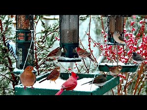 🔴LIVE Winter Cottage Bird Feeder: Cardinals, Woodpeckers, Snow Birds, Juncos, Sleep, Cat TV