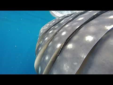 Whale Shark Close Up: Gills