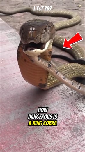 How Dangerous Is a King Cobra Bite?. #animals #snake #kingcobra