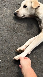 29M views · 476K reactions | Dog found lying in the middle of the road turns into the most rambunctious puppy at the beach!  | The Dodo | Facebook