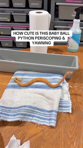 Balls Of Fury Ball Pythons on TikTok