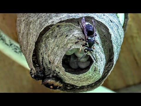 HORNET VS SPIDER Bald Faced Hornets Nest Build Time Lapse Yellow Jackets Nest