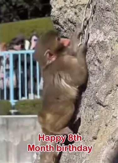 One Swinging chain,steb by step Punchi Kun figured out that he was born to climb #viral #shorts