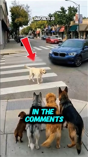 This Labrador gets hit by a car, what happens next will make you cry! 😥😥 #animals #rescue #dogs