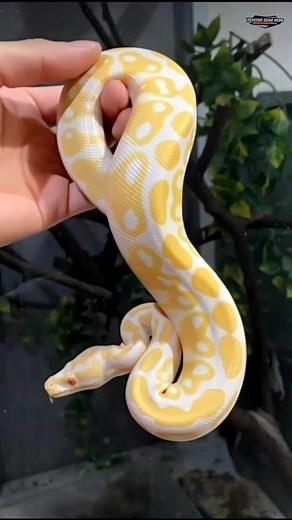 Golden Albino Python — The Rarest Snake You’ll Ever See! #albinosnake #python #raresnake