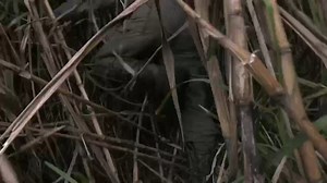 In South Florida, python hunters help fight their severe damage to the ecosystem - as well as providing some cash prizes and leather for haute couture handbags. | The Irish Times | Facebook