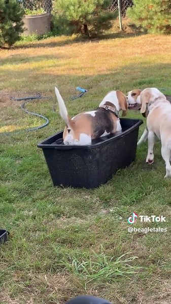 Beagle pool party #beaglesoftiktok #beagle #beaglepuppy #cutenessoverload