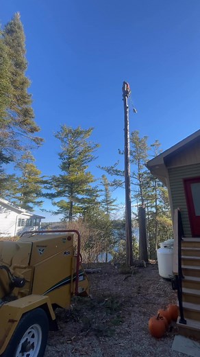 North Shore putting some wood on the ground! | North Shore Tree Service