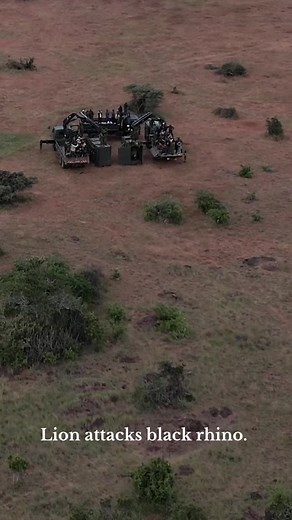 Lion vs Rhino Encounter at Loisaba Conservancy