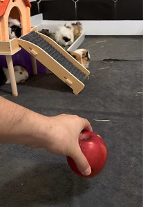 How to Disrupt a Peaceful Guinea Pig Cage