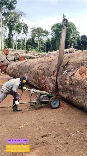 Taming Giants: One Man and a Chainsaw-Bar Saw Against Tropical Hardwood