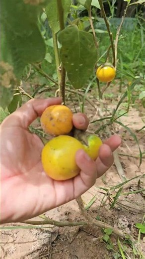 Thai eggplants (Makua Proa)