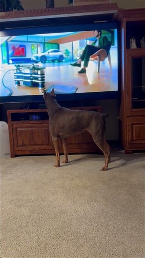 Amanda VS TV - Dober-Girl Daily