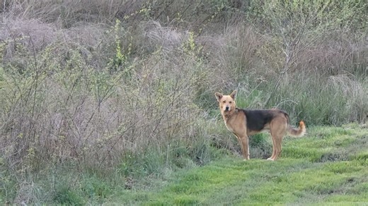 17K views · 268 reactions | I love watching Bubs hunt. Sorry about the air conditioner... | David Eppley Photography | Facebook