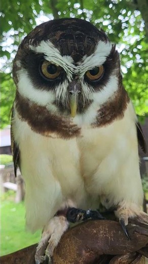 CLOSE-UP ON A SPECTACLED OWL!