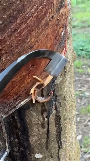 Rubber Latex Collection Process