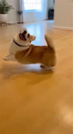 POV: You Said “Walk” and He Malfunctioned 😂🐾#corgi #corgivibes