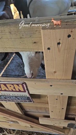 butterfly loves 🦋 (@butterflyloves86)’s videos with Lakme - Flower Duet - Lorne Balfe & Russell Emanuel & Steve Kofsky