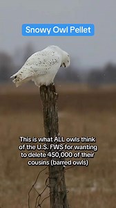 This is what snowy owls do when they think of what the US FWS is doing by deleting 450,000 barred owls! This is a snowy owl, casting his pellet! Think of this like a cat hairball, full of bones, fur and teeth! Owls eat their prey whole, their stomach extracts the nutrients and compact the animal into a pellet that the owl must expel through its mouth! They actually go to the bathroom, lay eggs and make babies from the opposite end from their cloaca! #OwlPellet #OwlPellets #SnowyOwl #USFWS #Barre