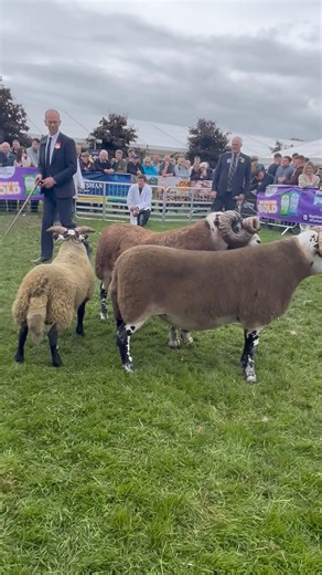 15K views · 146 reactions | RHS 2024 Male Championship | Blackface Sheep Breeders' Association | Facebook
