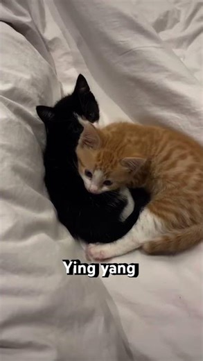 Lil ginger snapper #fypシ #cat #cute #adoreble #relatable #kitty #dont_forget_to_like_and_subscribe