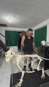 The lion skeleton. @annuit_terra | Audrey Audrian