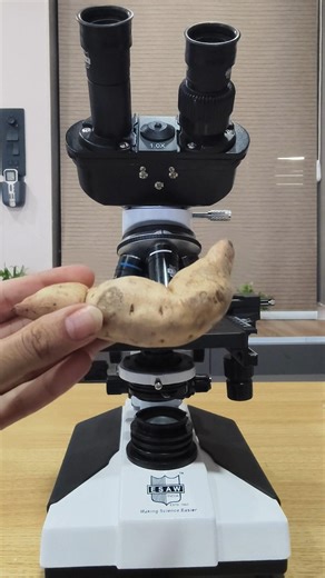 Sweet Potato Under Microscope 🍠🤯 You Won’t Believe This! #microscope #micro #experiment
