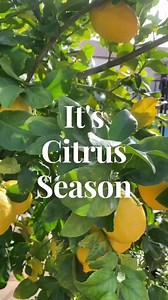 1.2K views · 54 reactions | Citrus season ⁣⁣ ⁣⁣⁣ Here are a few...