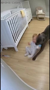 Dog are so loyal animals | Amazing and Interesting Things