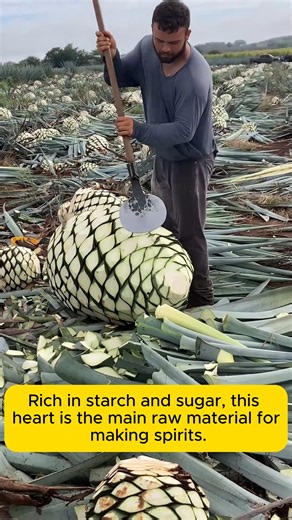 How to care for grass on a golf course #backyardgardening #gardeninglife #vegetablegardening #vegetablegarden | Daily Garden Life