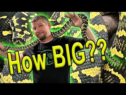 Carpet Python Size How BIG Are They??