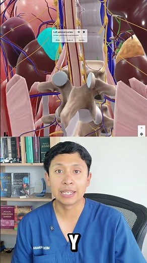 Las glándulas suprarrenales se ubican sobre los riñones y producen hormonas importantes. #medicina
