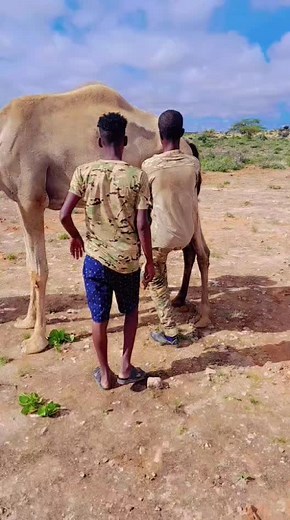 Exploring Camels in a Beautiful Outdoor Landscape