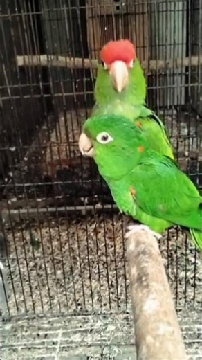 big pair #music #electronicmusic #edm #housemusic #naveed sheikh