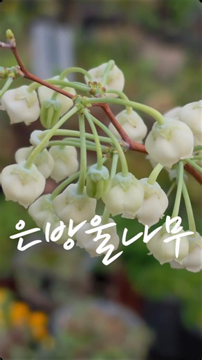 은방울꽃인 줄 알았죠? 사실은 나무입니다 #은방울나무