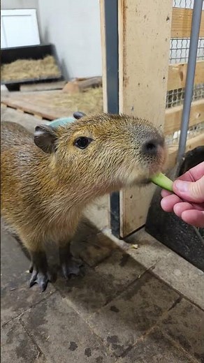 OMG! 😍 Little Capybara Eats Cucumber — CUTENESS OVERLOAD at Angel Valley Farm!
