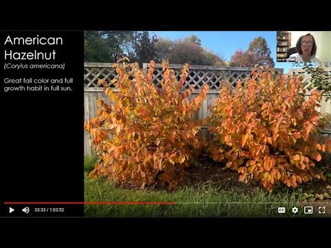 Native Shrubs for the Home Landscape