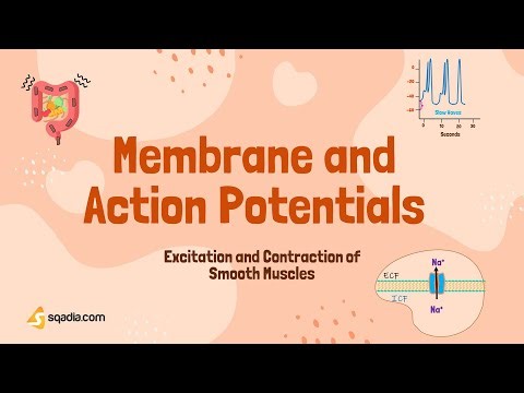 Excitation and Contraction of Smooth Muscle | Membrane and Action Potentials
