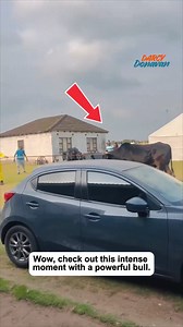 Wild Bull Takes Control in Shocking Moment | Darcy Donavan