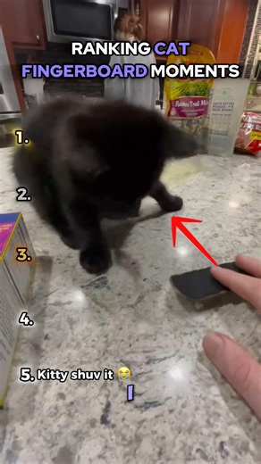 Ranking Cat Fingerboard Moments 🐈🛹